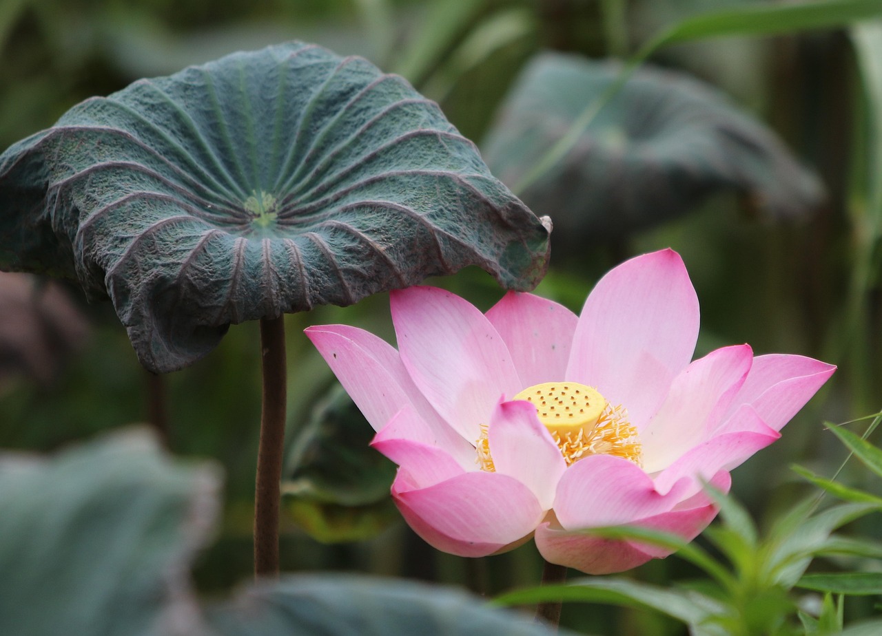 Read more about the article How Does Lotus365 Review Review 2027: Bonus, App, Withdrawal Tested