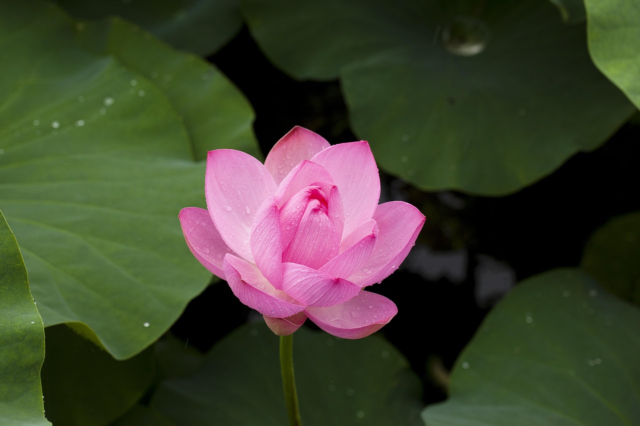Read more about the article Which is Lotus365 Download Link Review 2027: Bonus, App, Withdrawal Tested